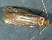Commom Clothes Moth “Tineola bisselliella” Commom Clothes Moth “Tineola bisselliella”