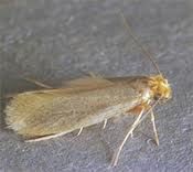 Case-Bearing Clothes Moth “Tinea pellionella” Case-Bearing Clothes Moth “Tinea pellionella”