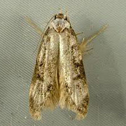 White Shouldered House Moth “Endrosis sarcitrella” White Shouldered House Moth “Endrosis sarcitrella”