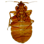 Bedbugs