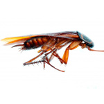 Cockroaches