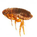 Fleas