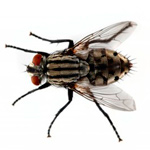 Flies