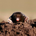 Moles
