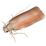 Moths