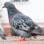 Bird Control Pigeons