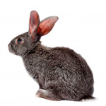 Rabbits