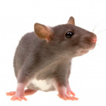 Rats and Mice