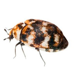 Stored product insects SPIs