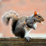 Squirrels