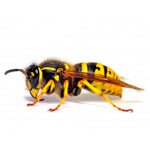 Wasps