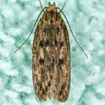 Case-Bearing Clothes Moth “Hofmannophila pseudospretella” Case-Bearing Clothes Moth “Hofmannophila pseudospretella”