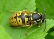 Common Wasp “Vespula vulgaris” Common Wasp “Vespula vulgaris”
